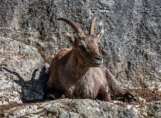 Alpine ibex female on the rock. Latin name - Capra ibex