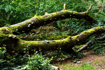 Umgestürzter Baum im Urwald Sababurg