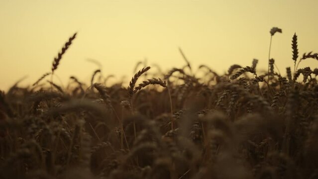 Wheat cereal field at sunset close up. Strong hands man agronom checking grain