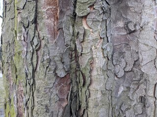 Tree bark close-up natural light no editing