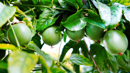 Many green and purple passion fruits on vine, healthy living, fresh, vitamin c, antioxidant, 