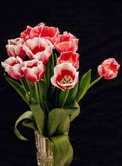 Bouquet with beautiful and fresh pink and white tulips on a black background. Buds of white and pink tulips in a glass vase. One tulip bud close up