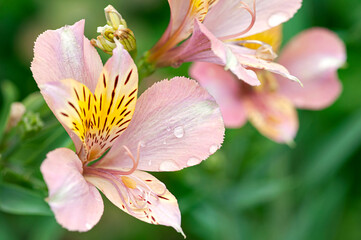 Beautiful garden lily close-up. Summer floral background