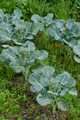 Naklejka premium closeup the bunch ripe green broccoli plant growing with leaves in the farm over out of focus green brown background.