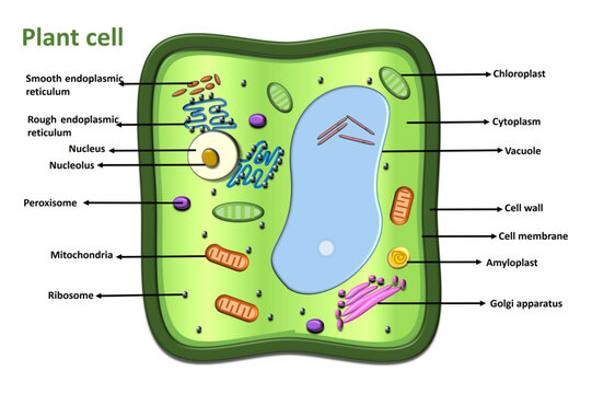 plant cell diagram anatomical structure. Vector illustration. Infographic design including nucleus, mitochondria chloroplast endoplasmic reticulum Golgi apparatus ribosomes cytoplasm,  cell wall 
