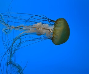 Single jellyfish swimming in the water on a blue background