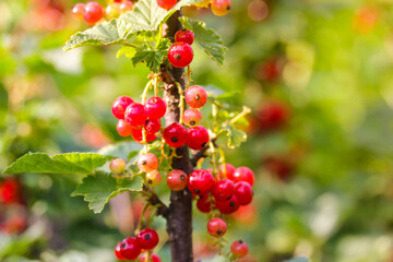 Macro shot of ripening red currant berries on the branches among green foliage in home garden. Planting, caring for currants in summer day. Farming, gardening, fruit growing concept. Copy space.