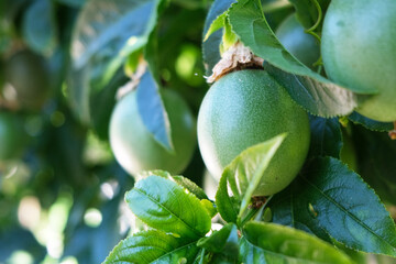 Many green and purple passion fruits on vine, healthy living, fresh, vitamin c, antioxidant, 