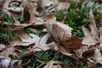 Brown leaves on green grass.