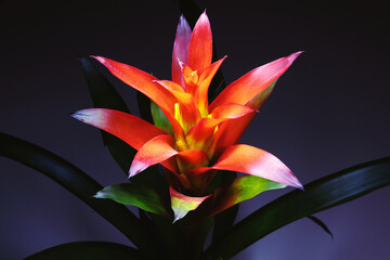 Colorful Decorative Flower