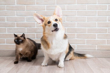 Corgi tricolor and Thai cat on the background of a brick wall.