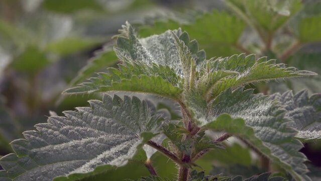 Brennessel (urtica)