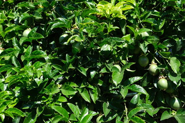 Many green and purple passion fruits on vine, healthy living, fresh, vitamin c, antioxidant, 