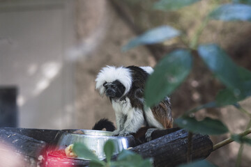 Selective of a Santarem marmoset (Mico humeralifer) in a zoo