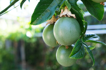 Many green and purple passion fruits on vine, healthy living, fresh, vitamin c, antioxidant, 