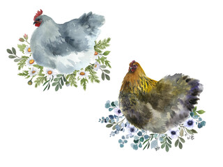 Watercolor cute chickens with flowers. Invitation spring greeting.  Easter graphic. Domestic symbol feather. White product cooking. Vintage realistic farmer. Fresh illustration cock animal