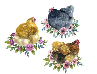 Watercolor cute chickens with flowers. Invitation spring greeting.  Easter graphic. Domestic symbol feather. White product cooking. Vintage realistic farmer. Fresh illustration cock animal