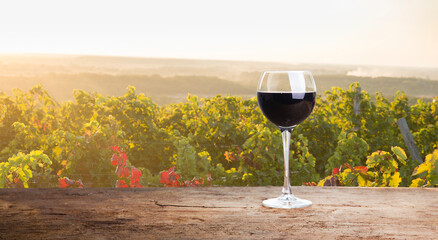 Ripe wine grapes on vines in Tuscany, Italy. Picturesque wine farm, vineyard. Sunset warm light