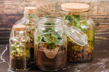 jar with plants. Small plants in a glass bottle. Terrarium jar with plants. self ecosystem....