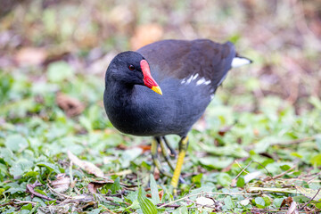 Black moorhen bird on the grassy field in the wild