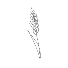 Wheat branch drawn in one line. Agriculture sketch. Continuous line drawing ripe ears. Minimalist art. Simple vector illustration.