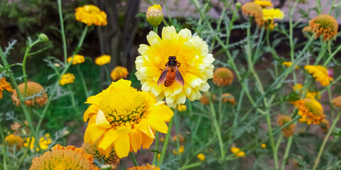 Flower and Honeybee close up photo. Honeybee sit on the flower. Honeybee on flower pollen.