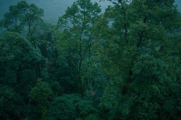 Photo of dark green forest in asia