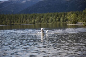 Fototapeta na wymiar dog running in the water