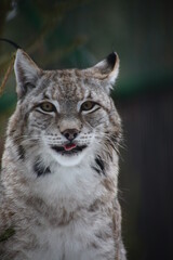 Fototapeta premium close up portrait of red lynx puting out tongue