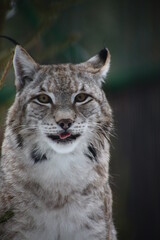 Fototapeta na wymiar close up portrait of red lynx puting out tongue