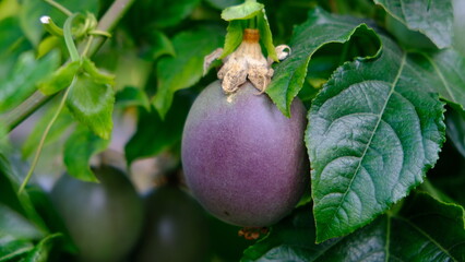 Many green and purple passion fruits on vine, healthy living, fresh, vitamin c, antioxidant, 
