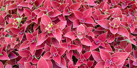 abstract of natural colorful coleus plant in the garden. Blumei leaves. 