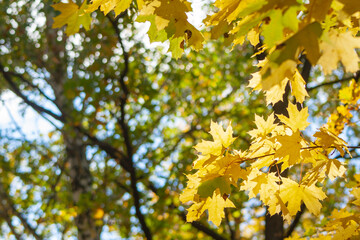 Yellow beautiful maple leaves on an autumn sunny day. Autumn leaves in the forest against the blue sky. Colorful natural background