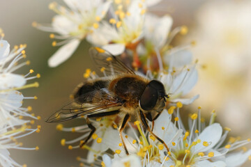 Closeup on a Tapered Drone Fly, Eristalis pertinax , drinking nectar from the white flowers of...
