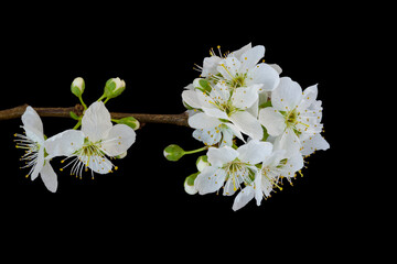Spring plum blossoms with buds, black background. White spring flowers