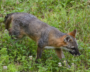 Close-up shot of a common jackal walking on the grass. - obrazy, fototapety, plakaty