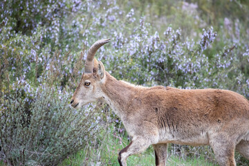 The famous ibex, also known as the mountain goat in Spain, this type of animal lives in places where there are mountains because they are very agile.