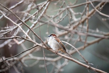 Sparrow resting on the branches of a tree in the park, this species of bird is very strong due to its winter, spring, summer and autumn agonies.