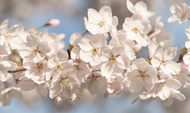 Fototapeta closeup of branch of white and pink sakura cherry tree blossom in spring