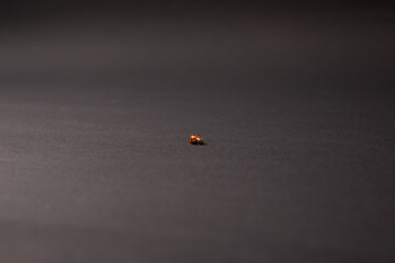 Little ladybugs on paper background