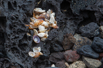 seashells on a black volcanic rock background on the beach lanzarote, canary islands