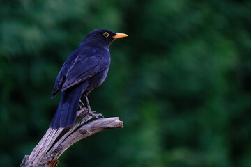 One of the most familiar birds in the parks and gardens of Europe, the blackbird. This is perched on a branch.
