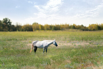 Obraz premium a single horse grazing on the field, personal ranch