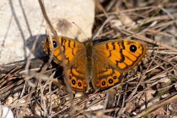 Close-up shot of a wall brown butterfly perched on a dry grass on the ground in bright sunlight