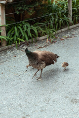 An Indian Peafowl walking with its two peachicks on the ground in Sintra, Lisbon, Portugal