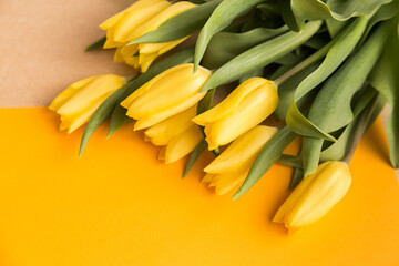 Tulips bouquet yellow on a light background