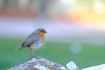 One of the most familiar birds in the parks and gardens of Europe, the robin. This is perched on a branch.
