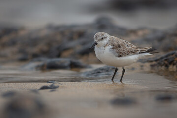 Sanderling Winter Plummage, Puerto Del Carmen Lanzarote Canary Islands