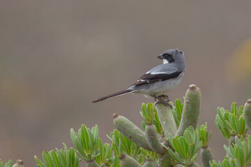 Fototapeta premium Great grey shrike Lanius excubitor in the Canary Islands Spain, Lanzarote