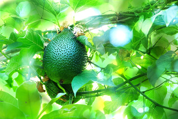 Cochinchin Gourd Gac, Momordica Cochinchinensis fruit on vine